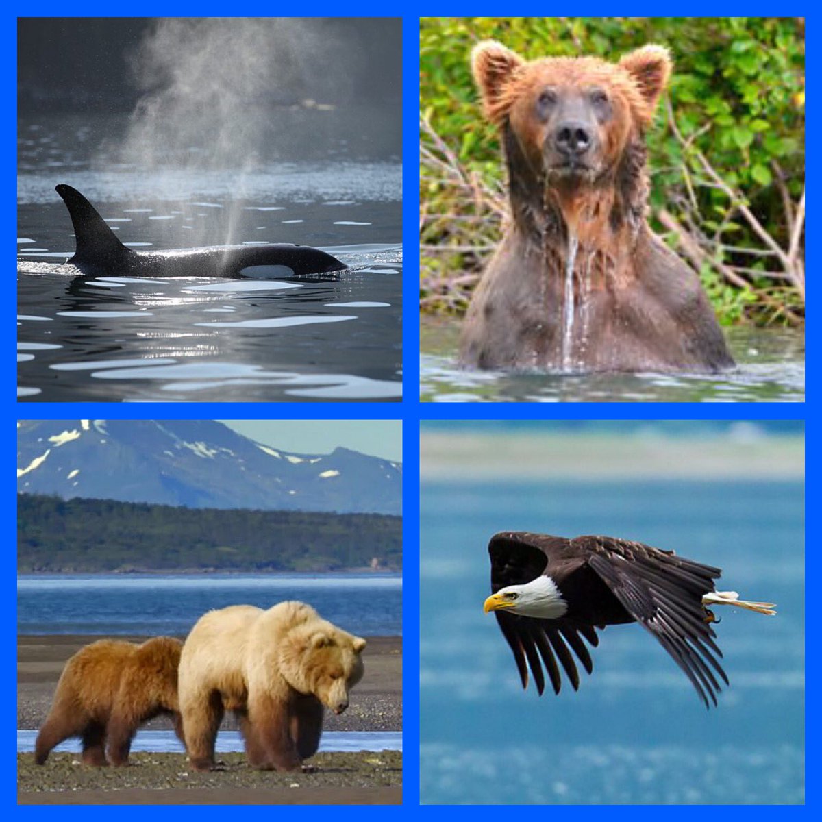 RachHops8's tweet image. Absolutely LOVED #WildAlaskaLive  - great job @BBCEarth @BBCAlaskaLive @SteveBackshall @lizbonnin  #scrawny #bubblenet