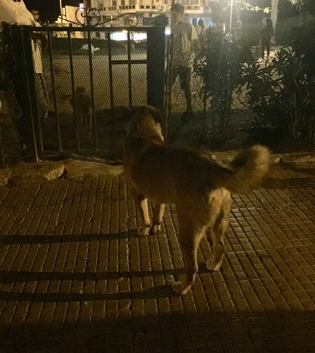 rwabaza's tweet photo. عنتر كلب شوارع أمام حديقة الكلاب في #الإسكندرية. 🐶 #DogsOfEgypt https://t.co/3r3TBvyZH8