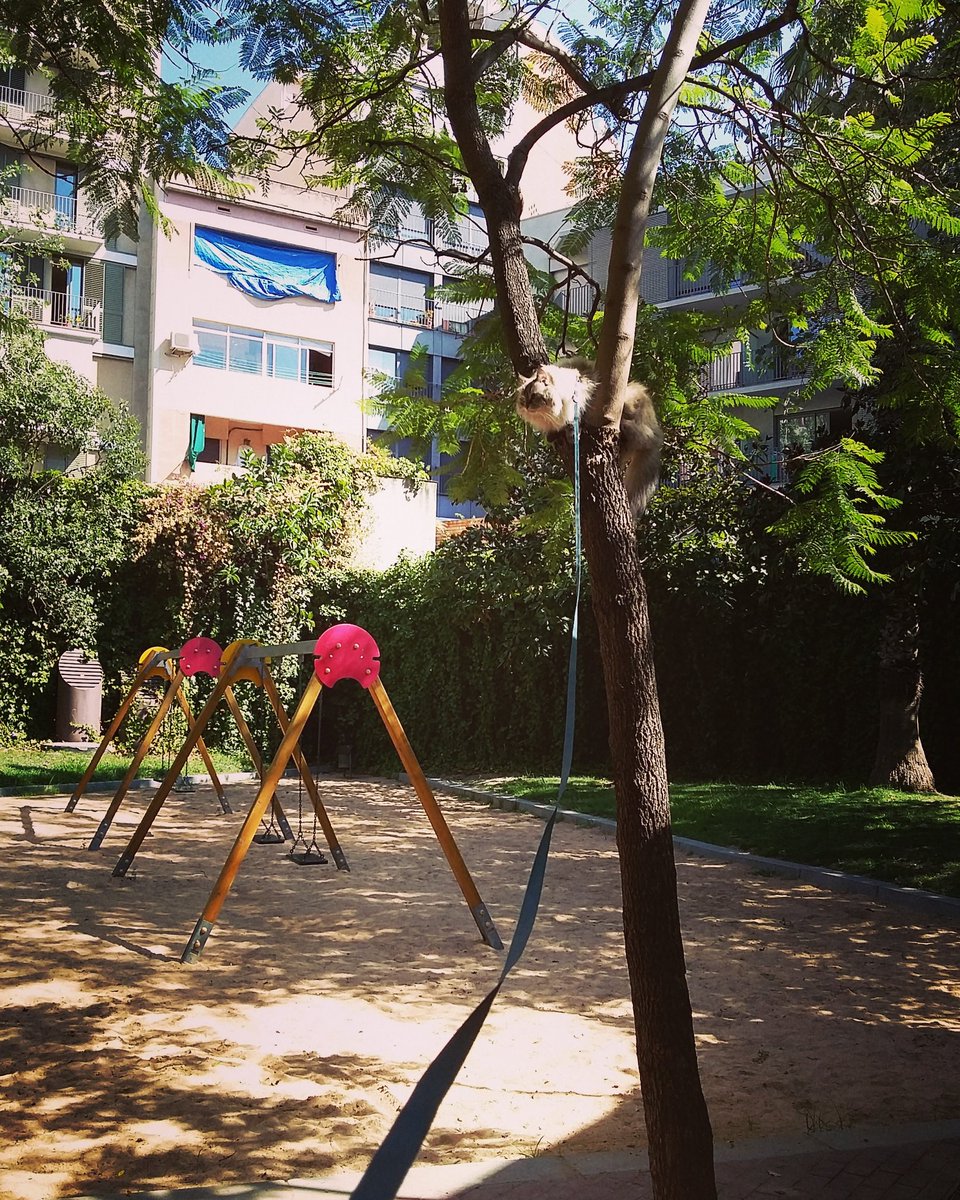 lagatabeth's tweet photo. This was not my wisest tree decision #ifell #butimok #oops #catsintrees #gatosconcorrea #catsonleashes #gato #CatsOfTwitter #barcelona https://t.co/TlbnZ0lGYV