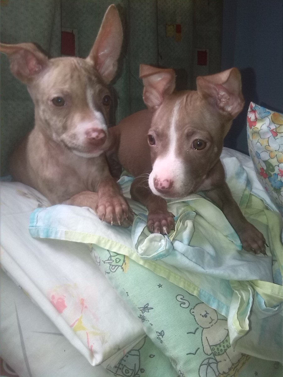 jrc_original's tweet photo. #Lasniñaspitbull Akira&amp;Malu https://t.co/AVlCYGH1an