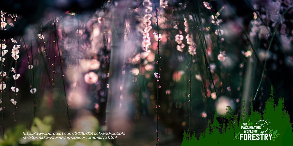 worldofforestry's tweet photo. Plum blooms are as beautiful as cherry blossoms. See it to believe it! https://t.co/or2ZgBP5NI. #worldofforestry https://t.co/RNeqSYVj7M