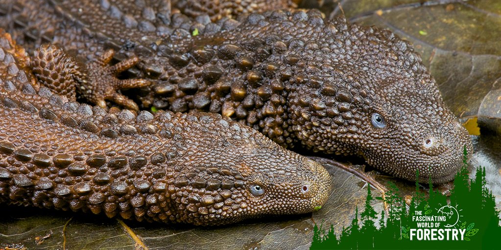 worldofforestry's tweet photo. The earless monitor lizard can actually hear. Learn more here: https://t.co/hEvM5ZmKmw. #worldofforestry #AnimalFacts https://t.co/9gaGntS638