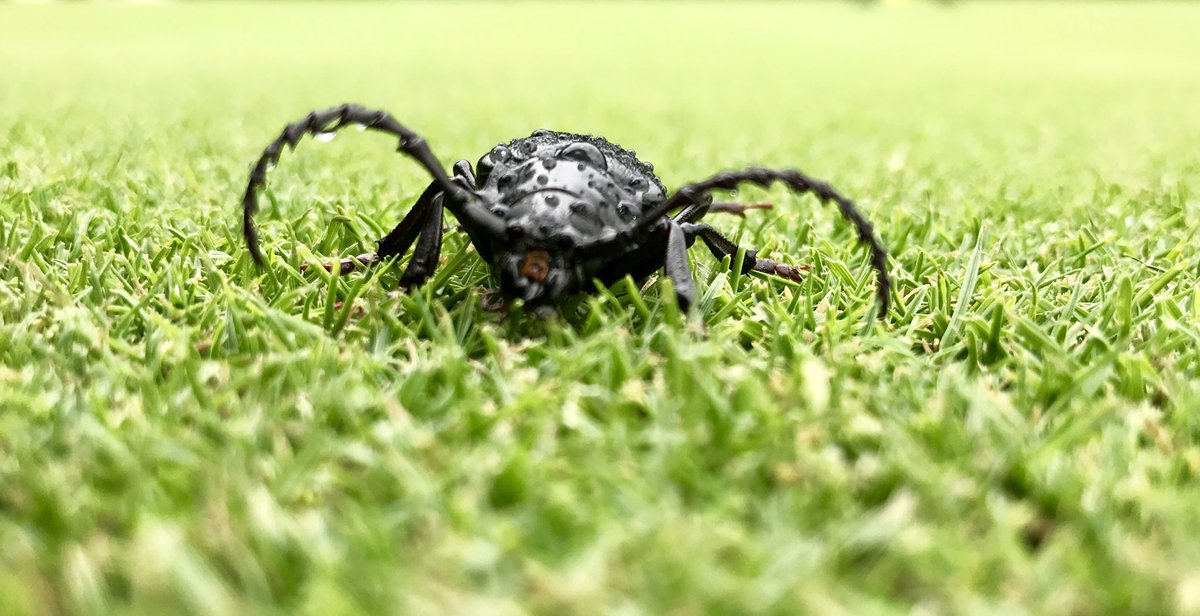 ez2bFISH's tweet photo. I went #golfing yesterday. This lil #ctitter was crawling on the green. Immediately my imagination went into #DnD mode. https://t.co/I8MMzlgjJD