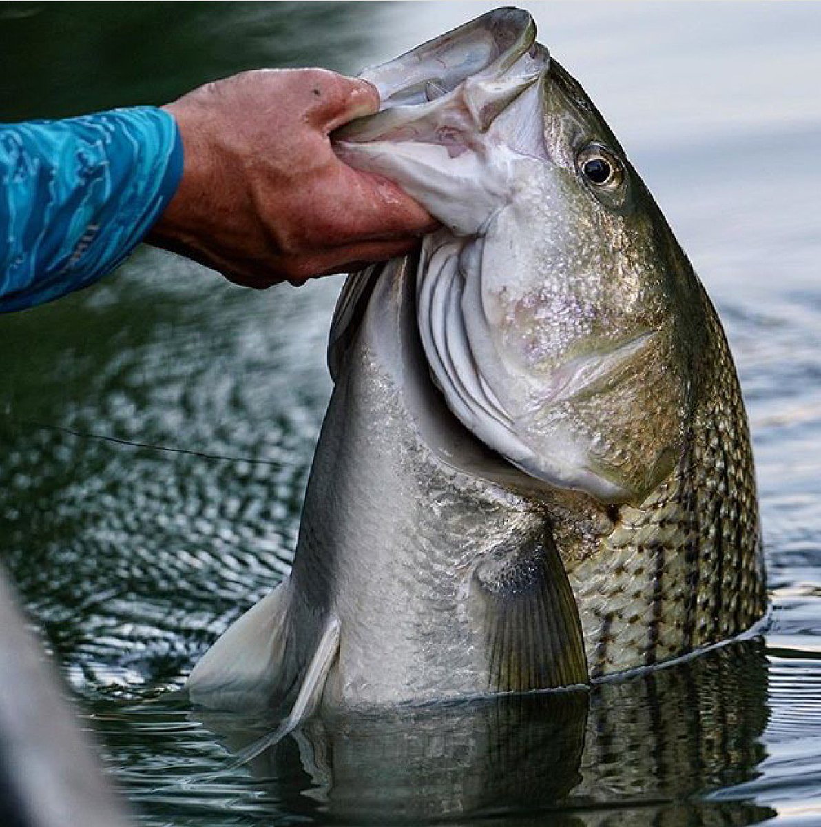 BassProShops's tweet photo. Graham Tayloe caught himself an Alabama beaut! #catchandrelease : Instagram's @grahamtayloe_outdoors https://t.co/Cet8gRLtIH