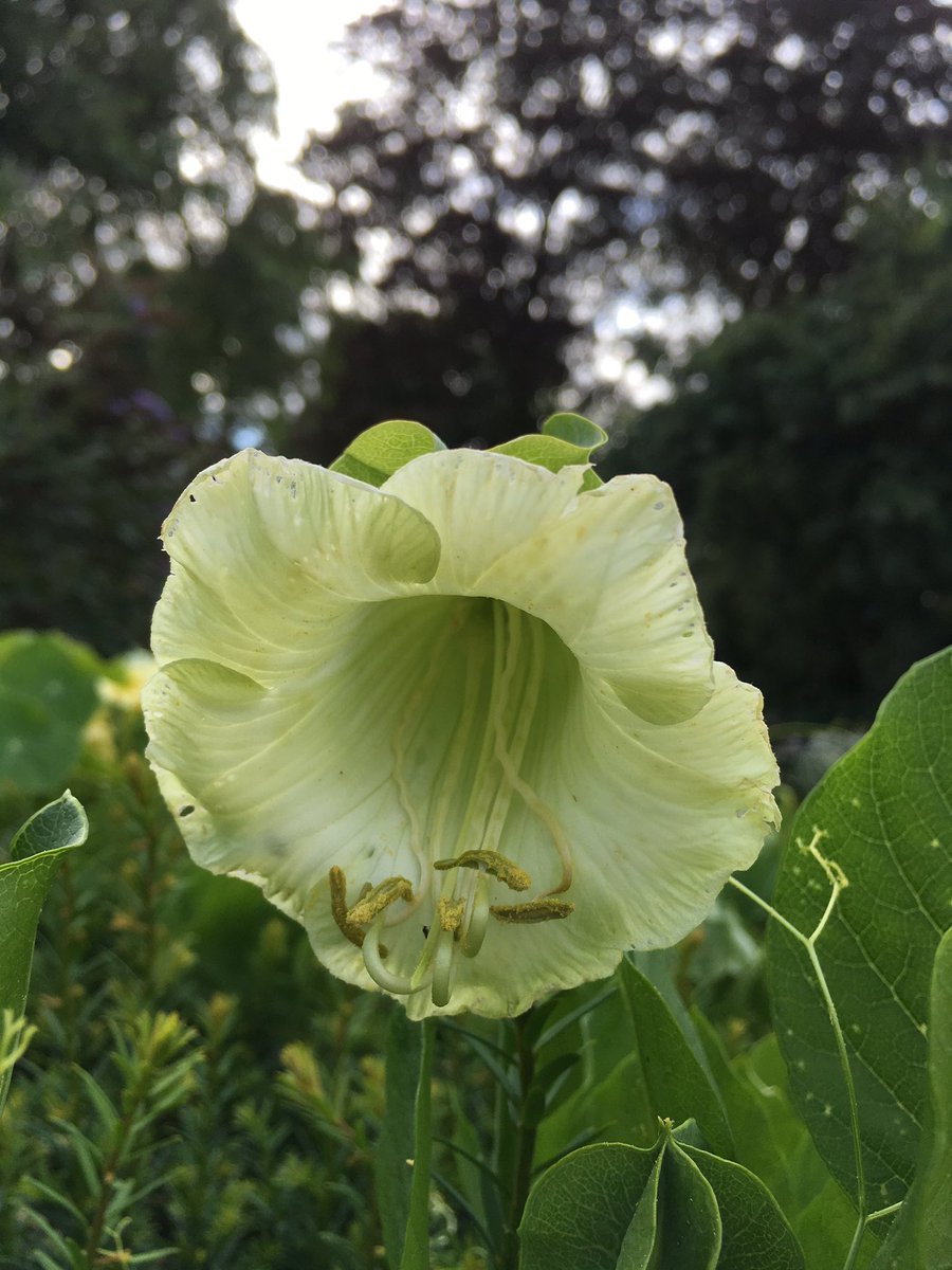 Woolbeding Gardens On Twitter Cobaea Scandens F Alba Also Known