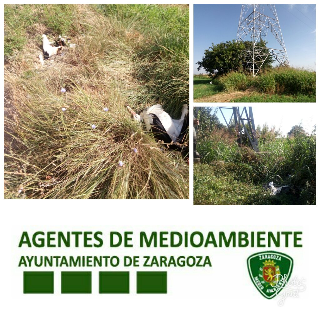 AF_UnidadVerde's tweet photo. Este fin d semana localizamos 6 #cigüeñas muertas bajo tendidos eléctricos 3 en Monzalbarba 3 en La Cartuja gracias a colaboración ciudadana https://t.co/Wt1pXDQQ7Q