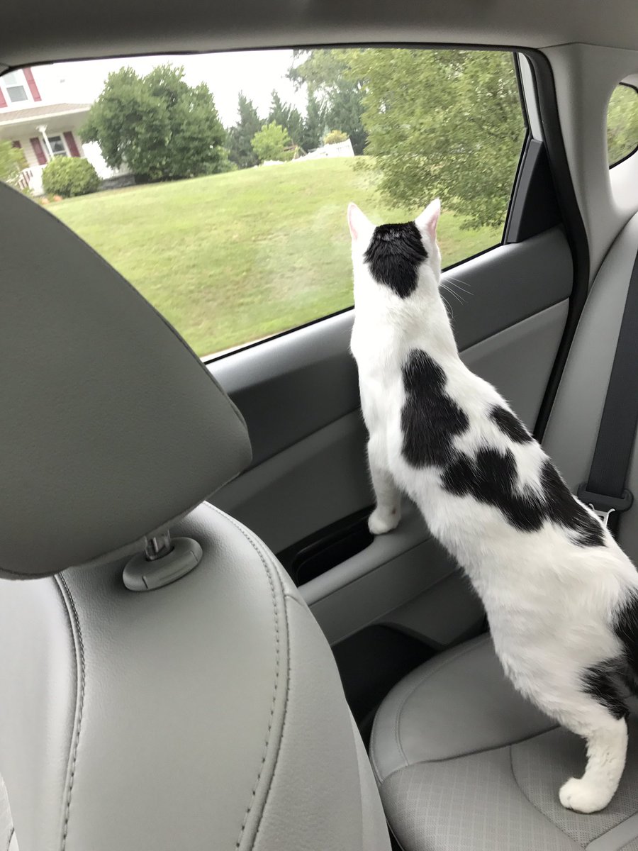 xPepper_The_Cat's tweet photo. I went for a ride today with my hooman friend.  It was fun!! https://t.co/n6euowJ1E6