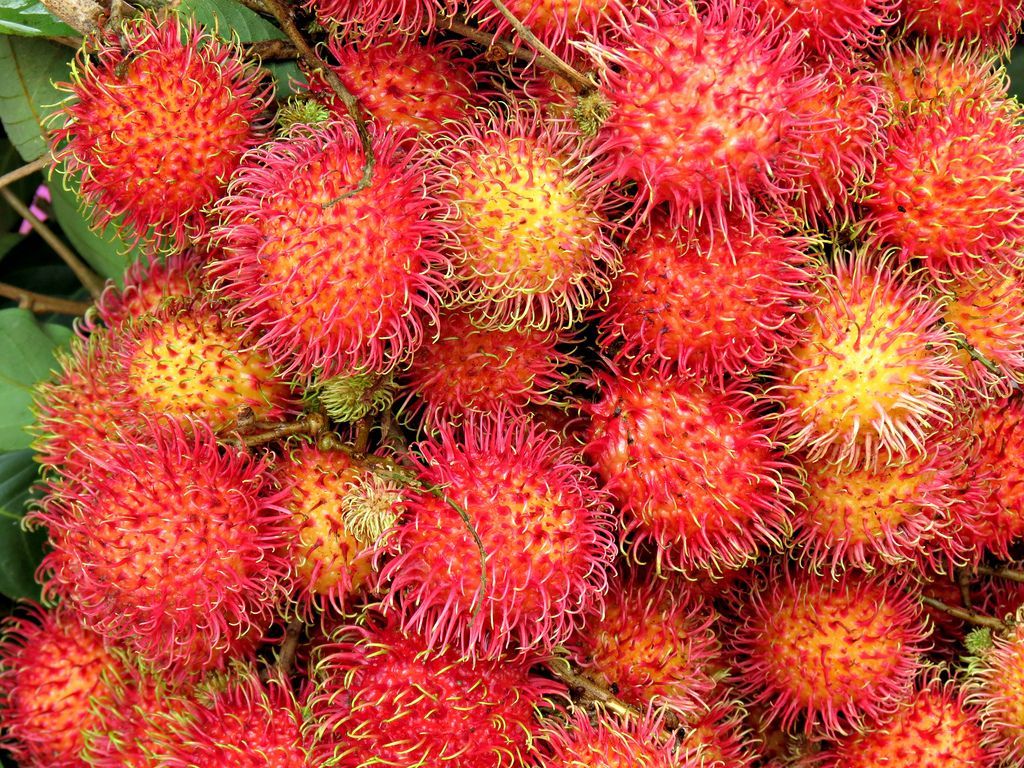BiteMeOnTheGo's tweet photo. Tropical fruits are sweet and juicy :)) 
#Tropical #fruits #favorite #rambutan #sweet #juicy https://t.co/Xs85TGhBru