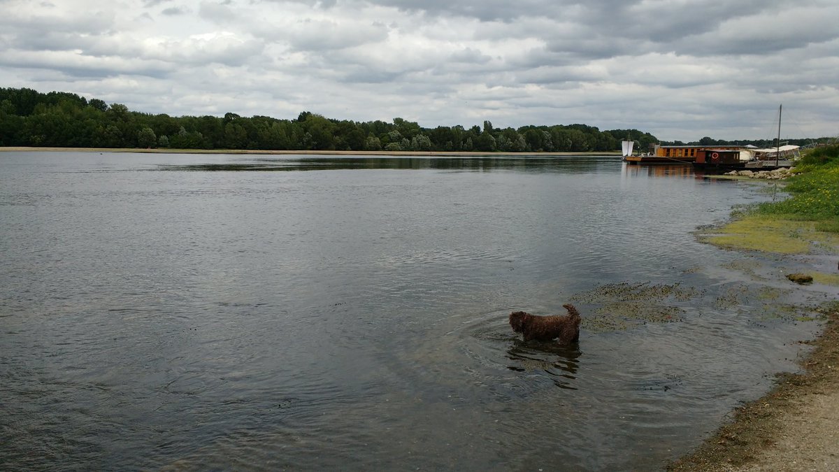 DougieCockapoo's tweet photo. Me in the Loire today. It helped me cool down. #cockapoo https://t.co/W1sivbtYje