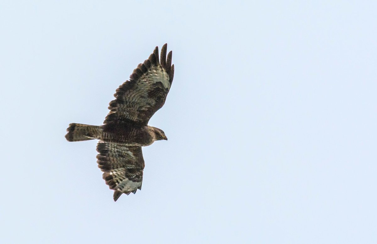 wildedinburgh's tweet image. Love the fact I can be sitting in my garden in Duddingston and have a Buzzard saunter over (being mobbed) @birdinglothian