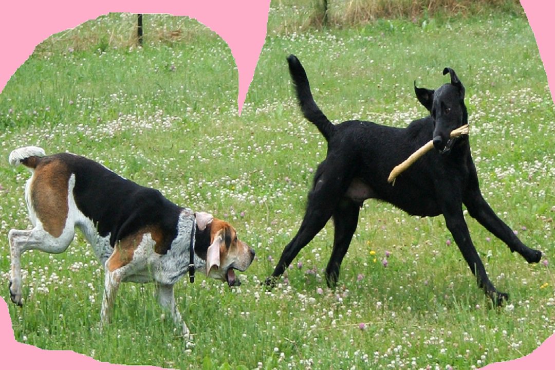 SlideshowX91's tweet photo. #Dog: American Foxhound and Labrador Retriever playing ☠️☠️☠️ https://t.co/cftKNNUt1Y