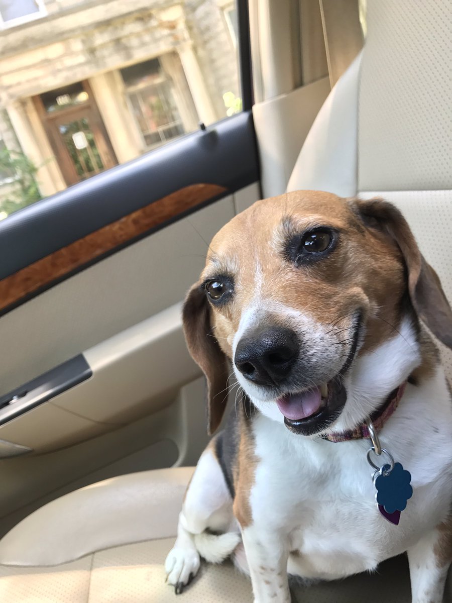 DeadairDennis's tweet photo. #beagel #beagelsofinstagram #dogsofinstagram #ridingshotgun #copilot #chevyaveo #fletch #shotoniphone7 https://t.co/BU18I8sSYm