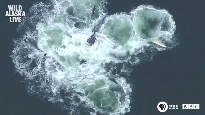 Humpback whale bubble-net feeding LIVE on <a href="/BBCOne/">BBC One</a>. Incredible!! #AlaskaLive