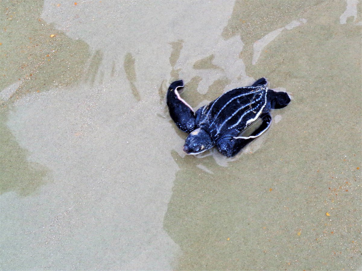 Leatherback hatchling on Flagler Beach, Florida this morning.  Largest turtle in the WORLD. <a href="/WFTV/">WFTV Channel 9</a> <a href="/PCObserver/">Palm Coast Observer</a> <a href="/enjoyFlaglerBch/">enjoy Flagler Beach</a> #seaturtle