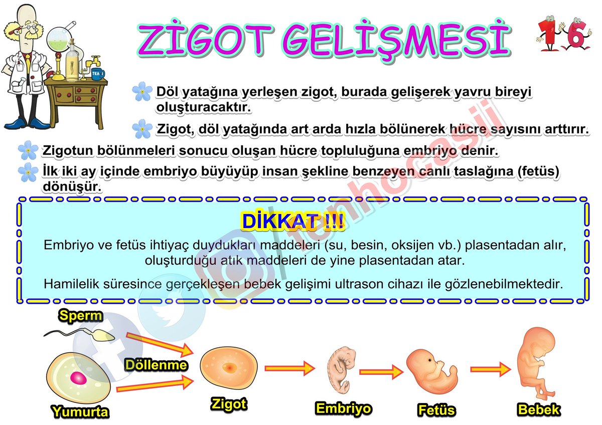 fenhocasii's tweet photo. TEOG HAZIRLIK: ZİGOT GELİŞMESİ
#teog #döllenme #üreme #embriyo #fetüs #sperm #yumurta #bebek #teog #zigot #fen
https://t.co/PElnnbYk0C https://t.co/zxUSh2MbKZ