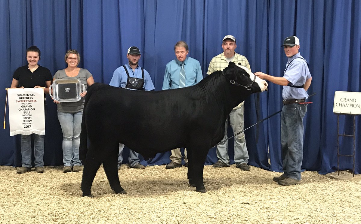 knapper_cattle's tweet photo. Grand Champion Purebred Bull 2017 Simmental Breeders Sweepstakes! KNA Legacy D680 owned by Knapper Cattle and Alexander Cattle Company. https://t.co/inJgE3hRd5