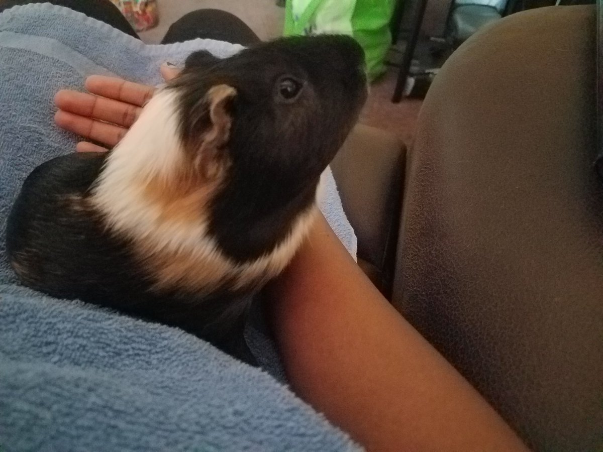 ObiePig's tweet image. "Hark! what light doth yon window break? It is the East, and time for treats!" #guineapig #ShakespeareSunday #CulturedPiggie