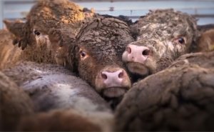 NameAndShameHTH's tweet photo. Investigations expose live export cruelty #BanLiveExport #StopAnimalCruelty TAKE ACTION: https://t.co/vAwS4pV6ia … https://t.co/qOlBEyqgr4