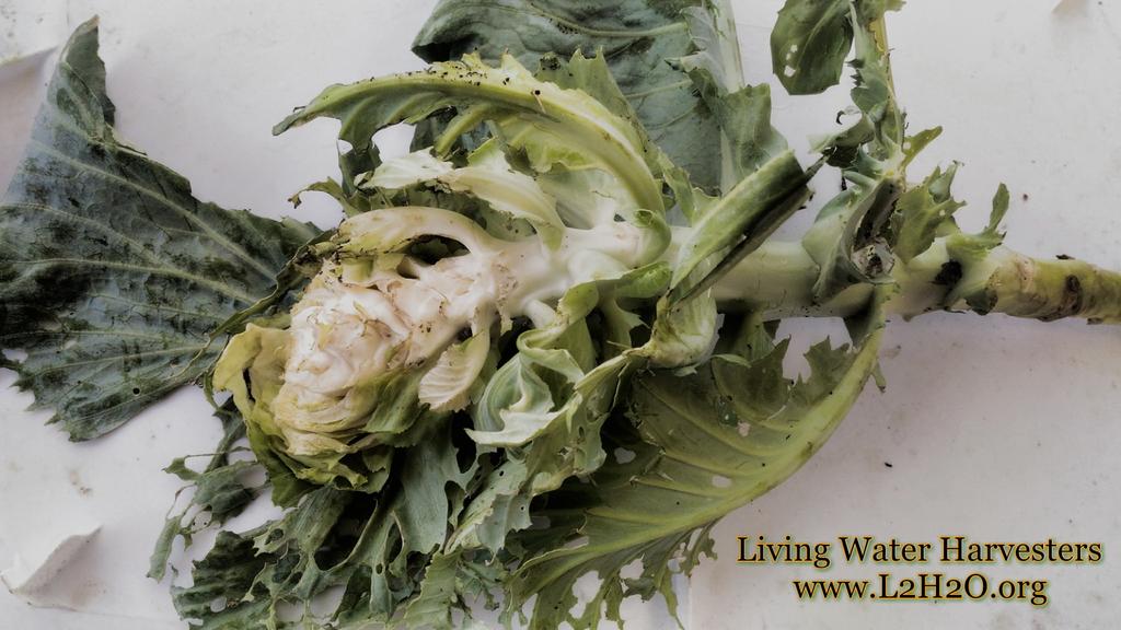 L2H2O's tweet photo. We're ambitious enough to feed everybody including the rogue animals. Just wish the animal(s) weren't so wasteful.#Cabbage #Grow365 #UrbanAg https://t.co/XLQblD34T8