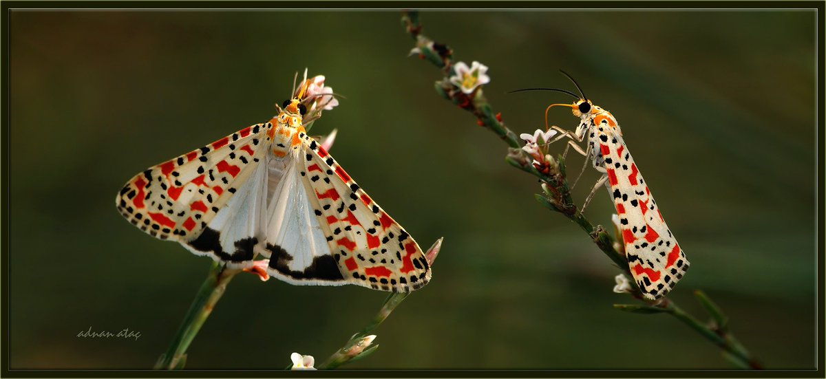 MelekBasaran21's tweet photo. #Fotoğrafçı Adnan Ataç #Fotoğrafçılık #Fotoğraf #Beautiful #Butterfly #Kelebek #photography #microphotography #microphoto #ArtOfGod https://t.co/6QOPGmVeLC