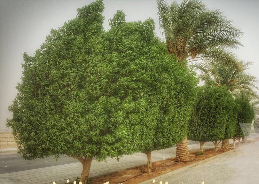 Amanatalriyadh's tweet photo. #أمانة_منطقة_الرياض تتعامل مع حرارة الجو بأن أطلقت الأشجار ومنعت قصها مما يزيد من تقليل الحر والتلوث وتلطيف وتنقية الهواء .. https://t.co/OyZcXDABS8
