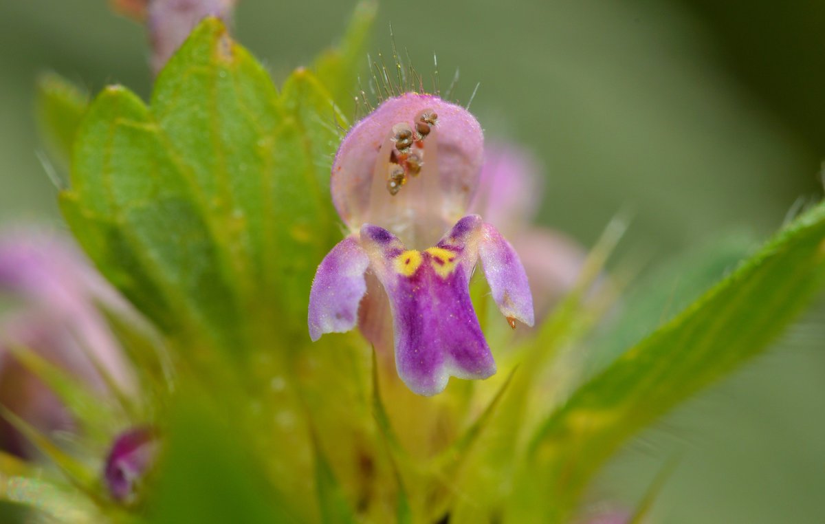 kiwibyrne's tweet image. Galeopsis bifida (Bifid Hemp-nettle) &amp;amp; G. tetrahit (Common Hemp-nettle) growing together along arable field edge @BSBIbotany #wildflowerhour