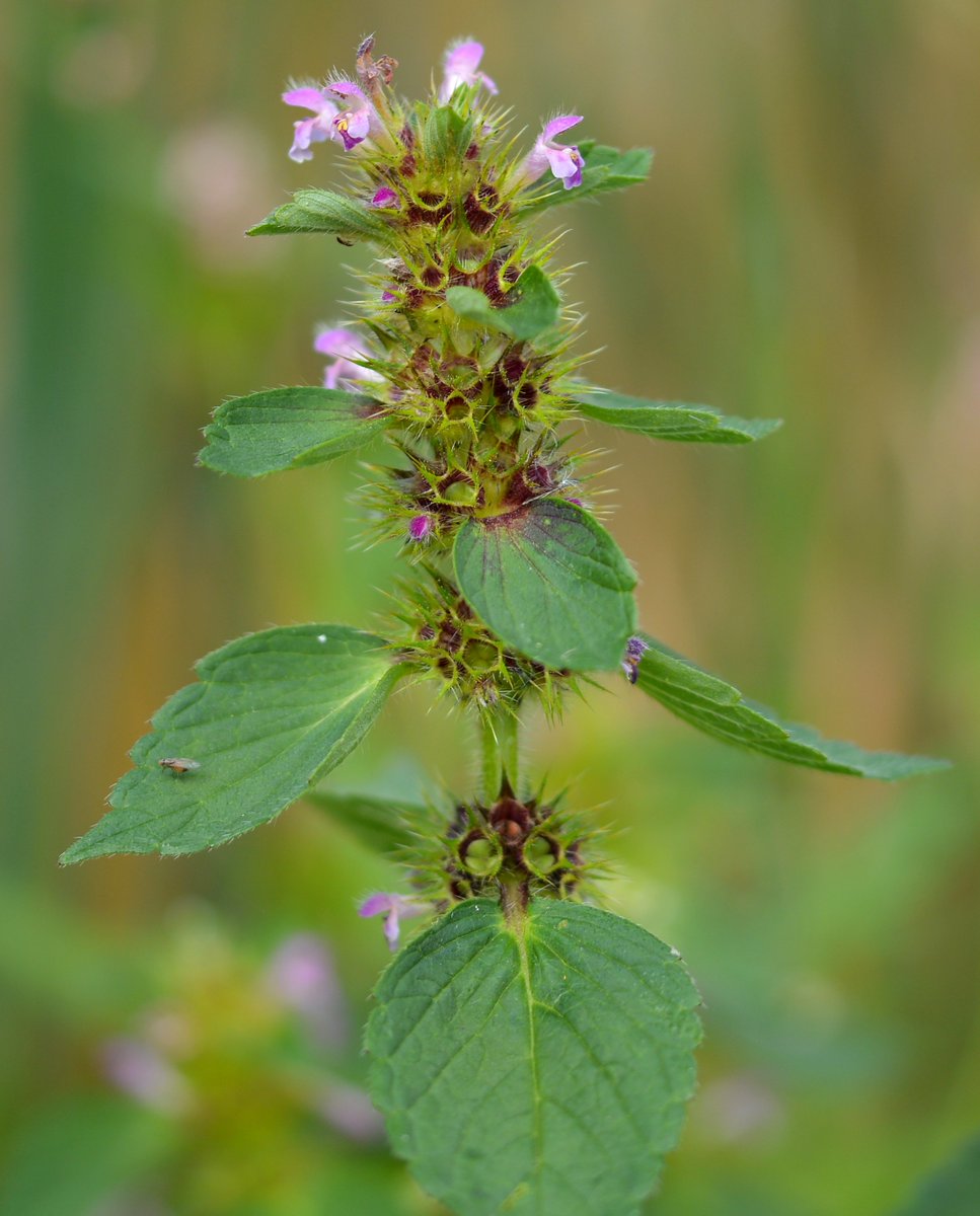 kiwibyrne's tweet image. Galeopsis bifida (Bifid Hemp-nettle) &amp;amp; G. tetrahit (Common Hemp-nettle) growing together along arable field edge @BSBIbotany #wildflowerhour