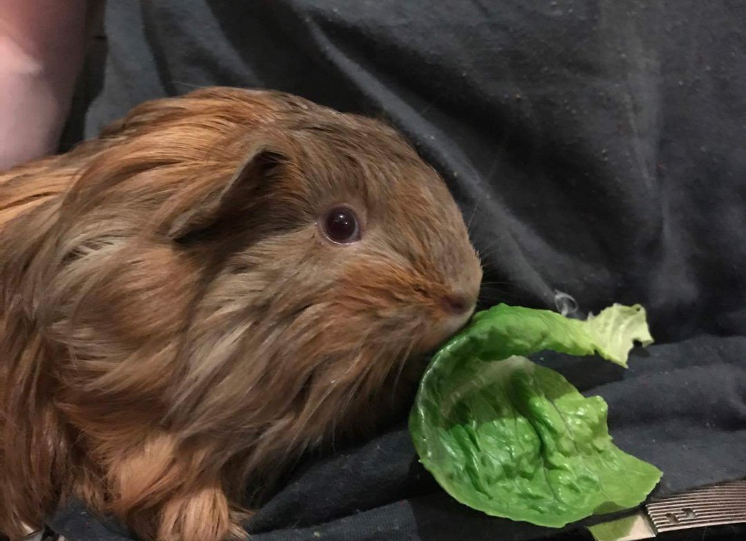 Penkridgecavies's tweet image. 😍Love seeing updates on piggies in their new homes- heres Minnie grown loads, looking fab &amp;amp; definately a very spoilt lil girl😍