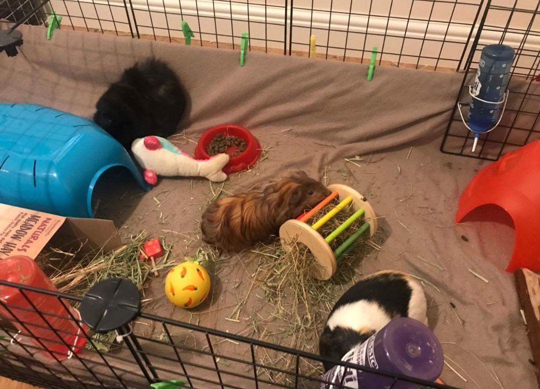 Penkridgecavies's tweet image. 😍Love seeing updates on piggies in their new homes- heres Minnie grown loads, looking fab &amp;amp; definately a very spoilt lil girl😍