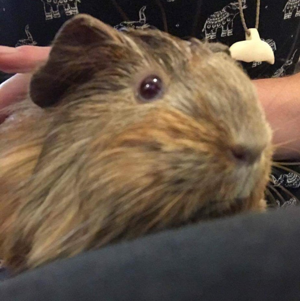 Penkridgecavies's tweet image. 😍Love seeing updates on piggies in their new homes- heres Minnie grown loads, looking fab &amp;amp; definately a very spoilt lil girl😍