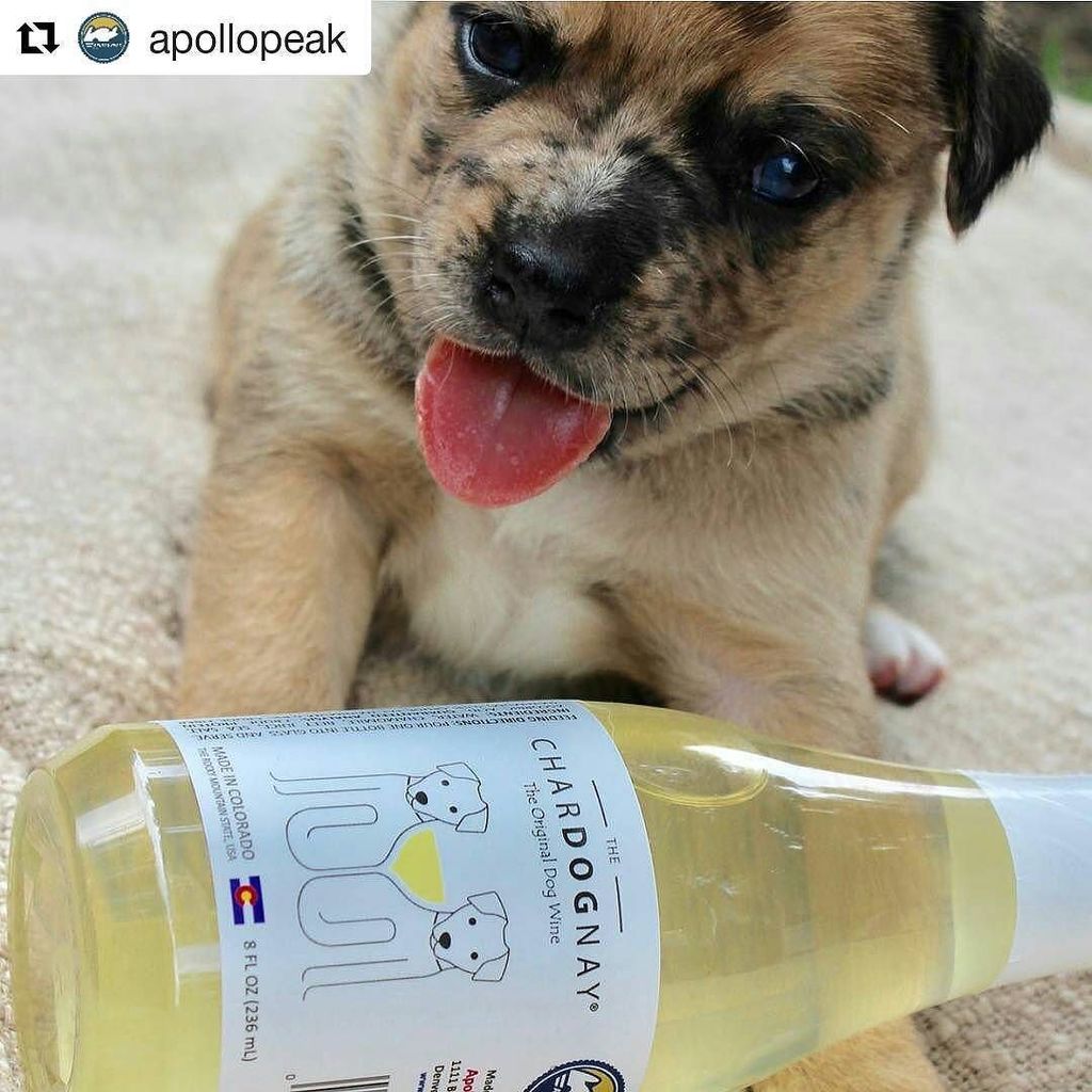 waladog's tweet photo. #Repost @apollopeak 🍷 ¡Salud!
・・・
A liquid treat for your pup. #chardognay #dogwine Amazing wine 📸 by @gervasivine… https://t.co/ghgkKzmjn3 https://t.co/RlRIKA8ESy