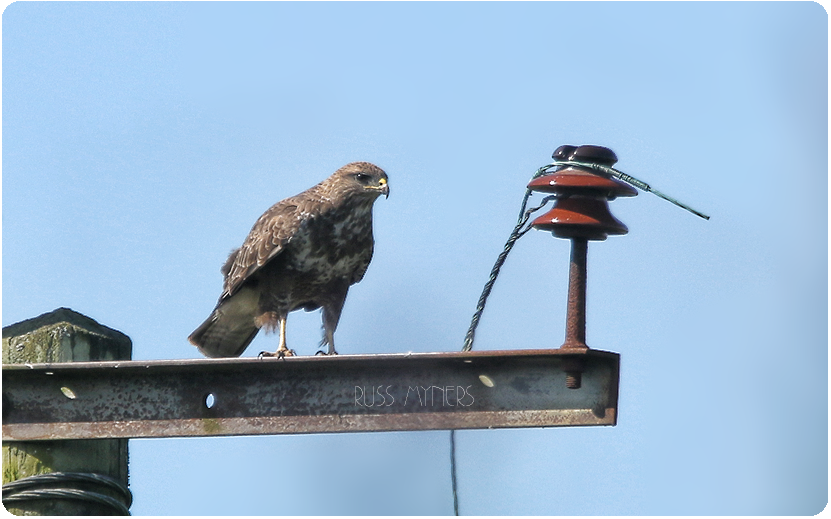 RussMyners's tweet image. some Buzzard wire-tapping @infocusOptics @BirdWatchingMag @WWTLlanelli @Natures_Voice @HortopHortop @rlloydpr