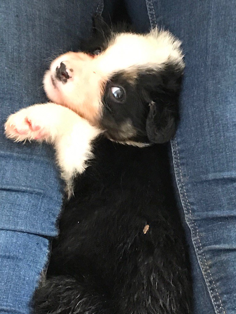 Daisychaingifts's tweet photo. *CUTE ALERT* We have 7 of these lovely puppies looking for a lovely home. Let me know if you want to meet them. https://t.co/DEXLLFPI6d