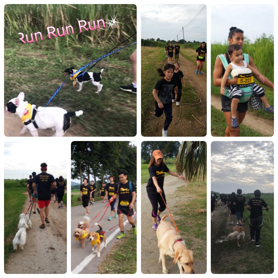 NuanpaA's tweet photo. The 3rd
Half Marathon for Charity on July 30, 2017. #RunForDog 2017 @DSMFeedTweet https://t.co/3JF4VWbQBO