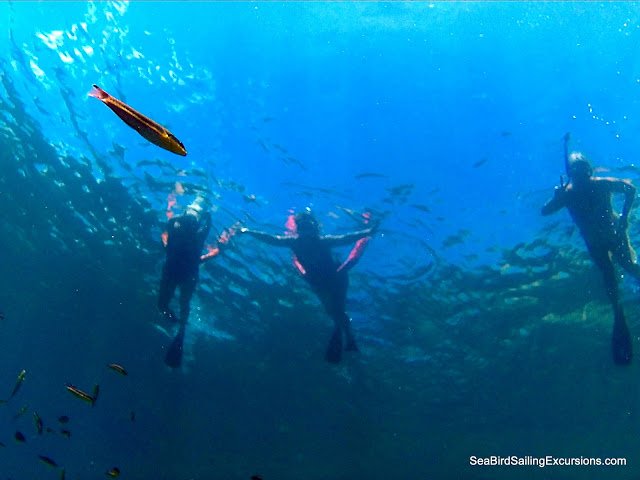 SeaBirdCR's tweet photo. We have an open #Sailing &amp; #Snorkeling tour Monday July 31st and you're invited! Reserve > https://t.co/57gsyQFcs7 #CostaRica #PuraVida https://t.co/fnMTWO7aZm