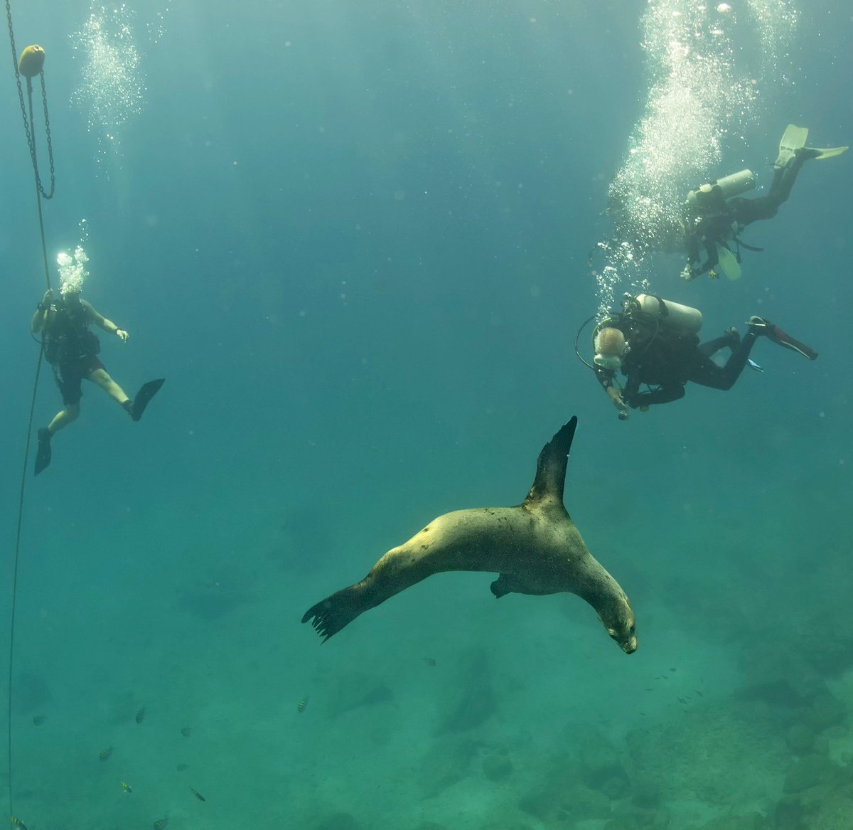 DiveSite_'s tweet photo. #Shore &amp; #boat #diving is possible, but is very expensive. Shore dives start 150USD for 2, &amp; boat dives can be twice  that #Paracus #Peru https://t.co/d4usUShDKR