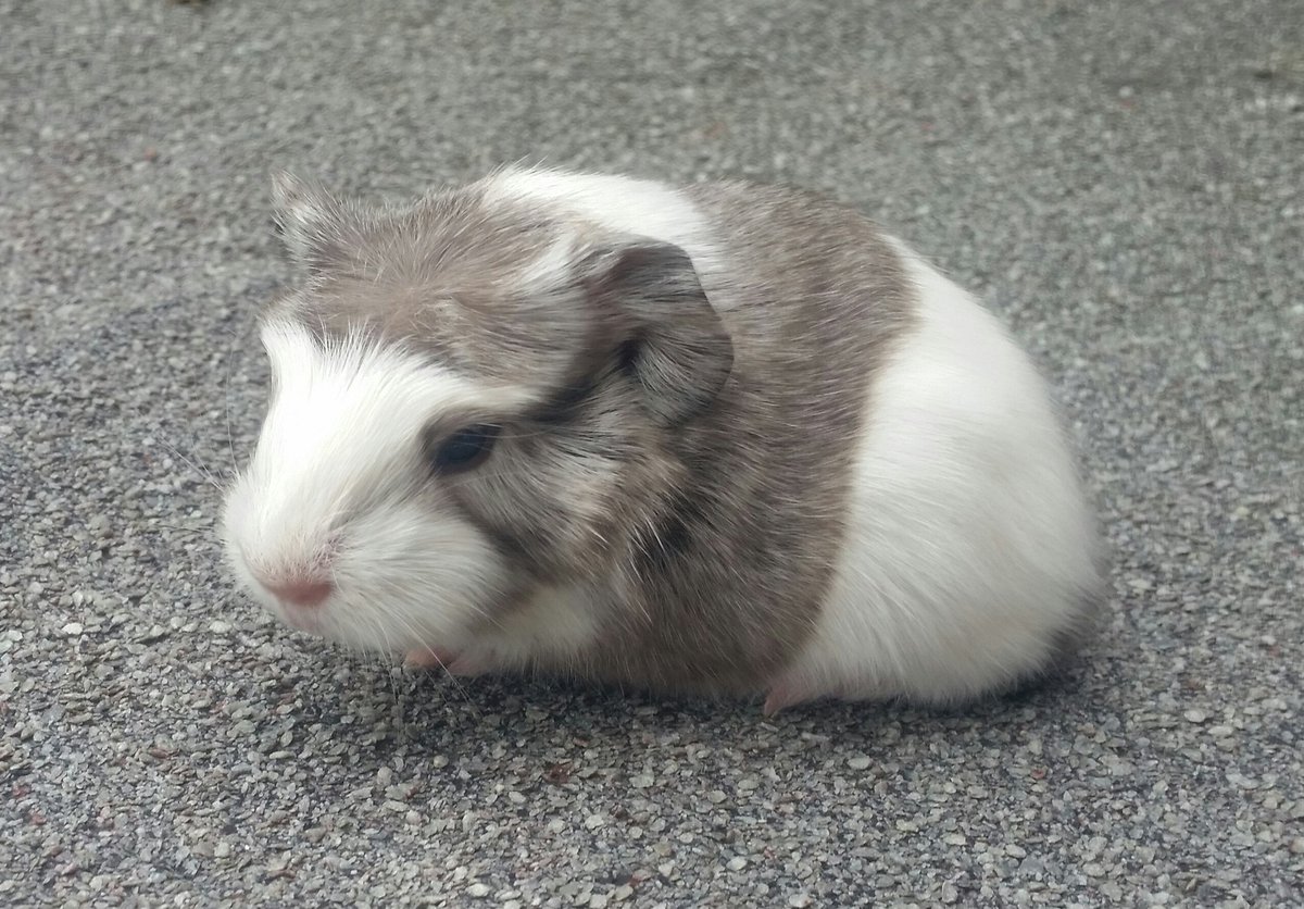 Penkridgecavies's tweet image. Aphrodite's beautiful litter! Mum is doing amazing- always feeding/snuggling with the pups whenever im in the shed, bless her😍All doing fab❤