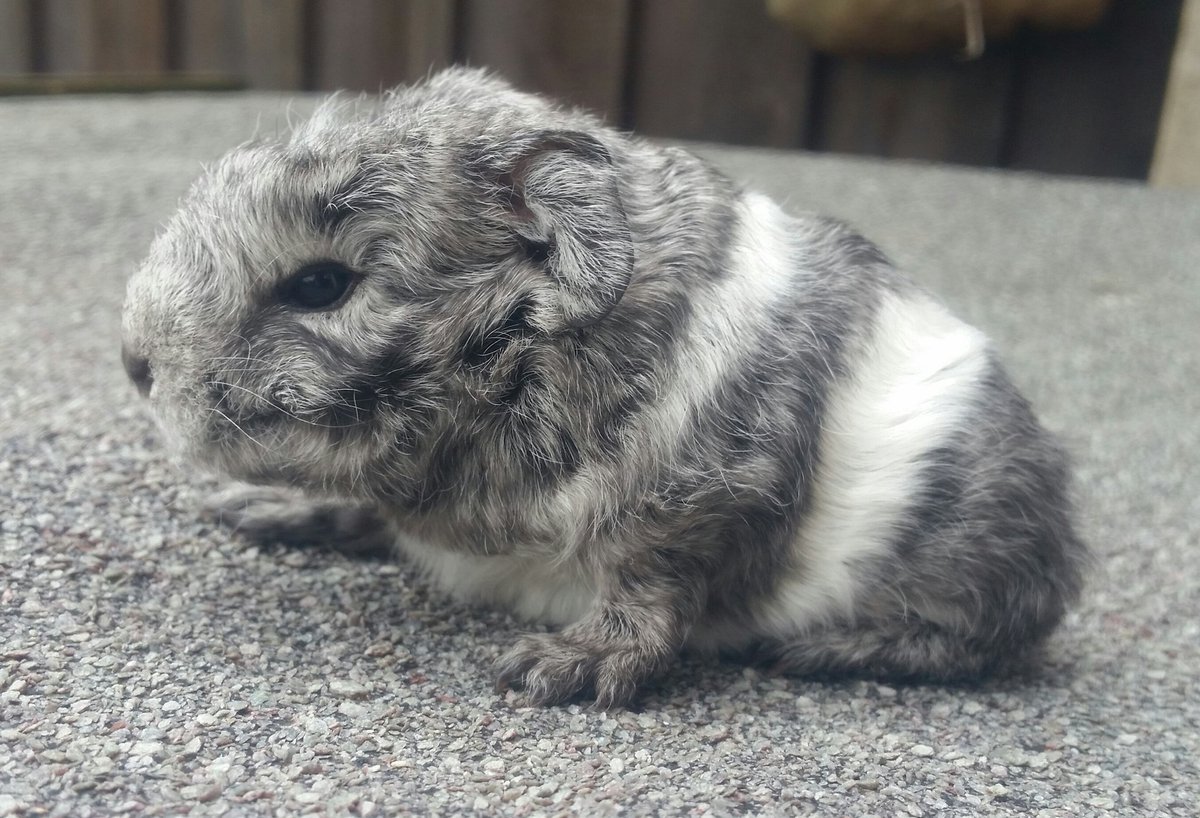 Penkridgecavies's tweet image. Aphrodite's beautiful litter! Mum is doing amazing- always feeding/snuggling with the pups whenever im in the shed, bless her😍All doing fab❤