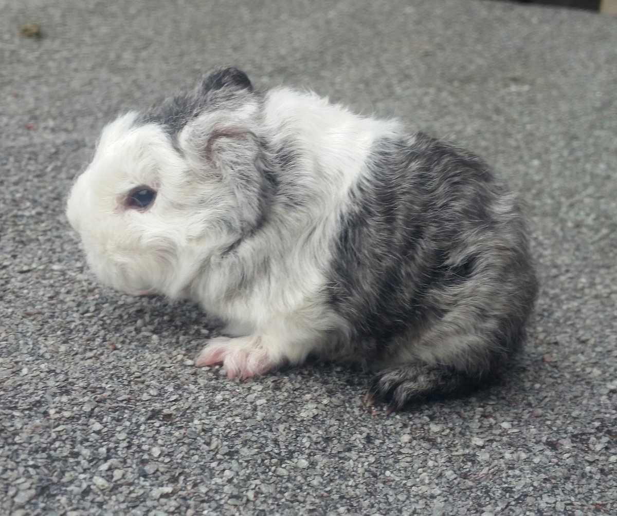Penkridgecavies's tweet image. Aphrodite's beautiful litter! Mum is doing amazing- always feeding/snuggling with the pups whenever im in the shed, bless her😍All doing fab❤