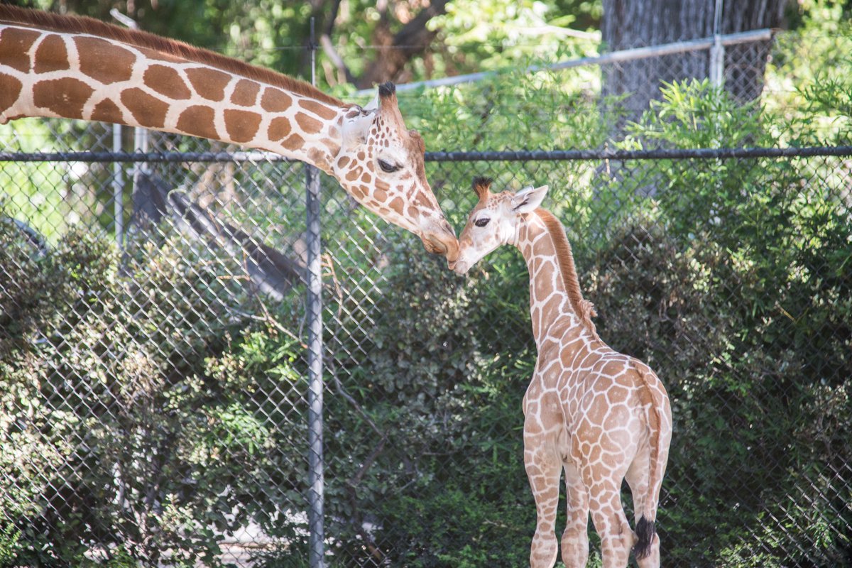 FortWorthZoo's tweet image. Congrats Adrian Beltre on 3,000! In honor of this major milestone, we're pleased to announce the name of our male giraffe calf - Beltre!