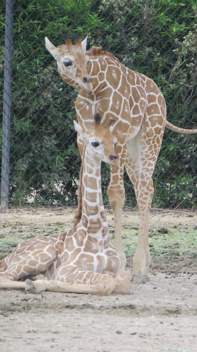 FortWorthZoo's tweet image. Congrats Adrian Beltre on 3,000! In honor of this major milestone, we're pleased to announce the name of our male giraffe calf - Beltre!