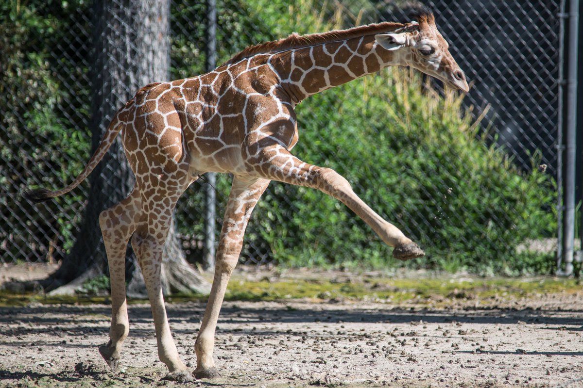FortWorthZoo's tweet image. Congrats Adrian Beltre on 3,000! In honor of this major milestone, we're pleased to announce the name of our male giraffe calf - Beltre!
