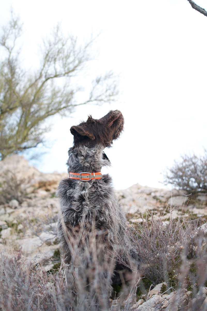 RockyMtnGriffs's tweet photo. Smelling the fresh air of the AZ desert #wereiliketoretreatinthewinter #huntingdog #wirehairedpointinggriffon https://t.co/MRNmPCbZFg