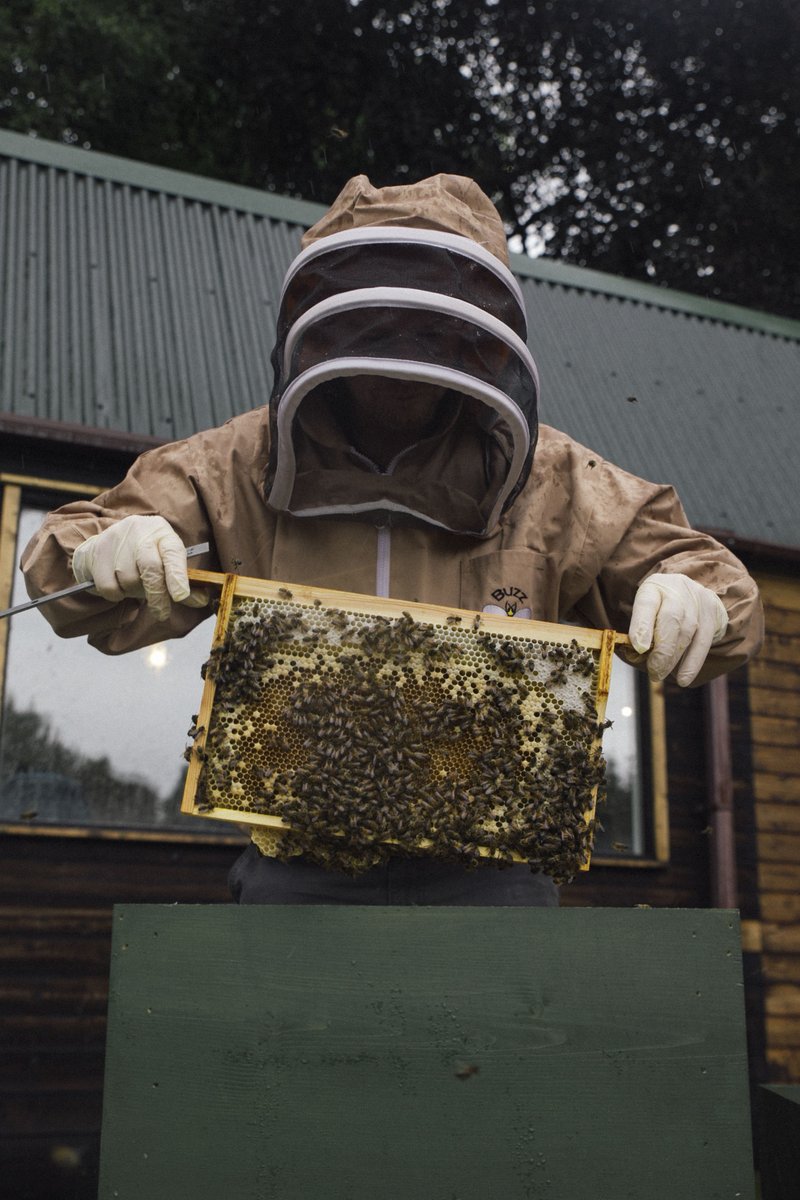 caltunney's tweet photo. @RANDBKA not letting the rain damp their enthusiasm with frame building for heather honey &amp; quick inspections between showers. @ulsterbees https://t.co/yJ3uhZc0Ti