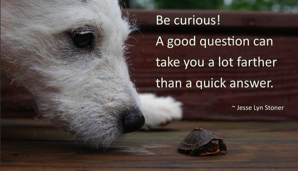 JesseLynStoner's tweet photo. Successful leaders are intensely curious. @JesseLynStoner #leadership #quote https://t.co/wkCPy5BDMT