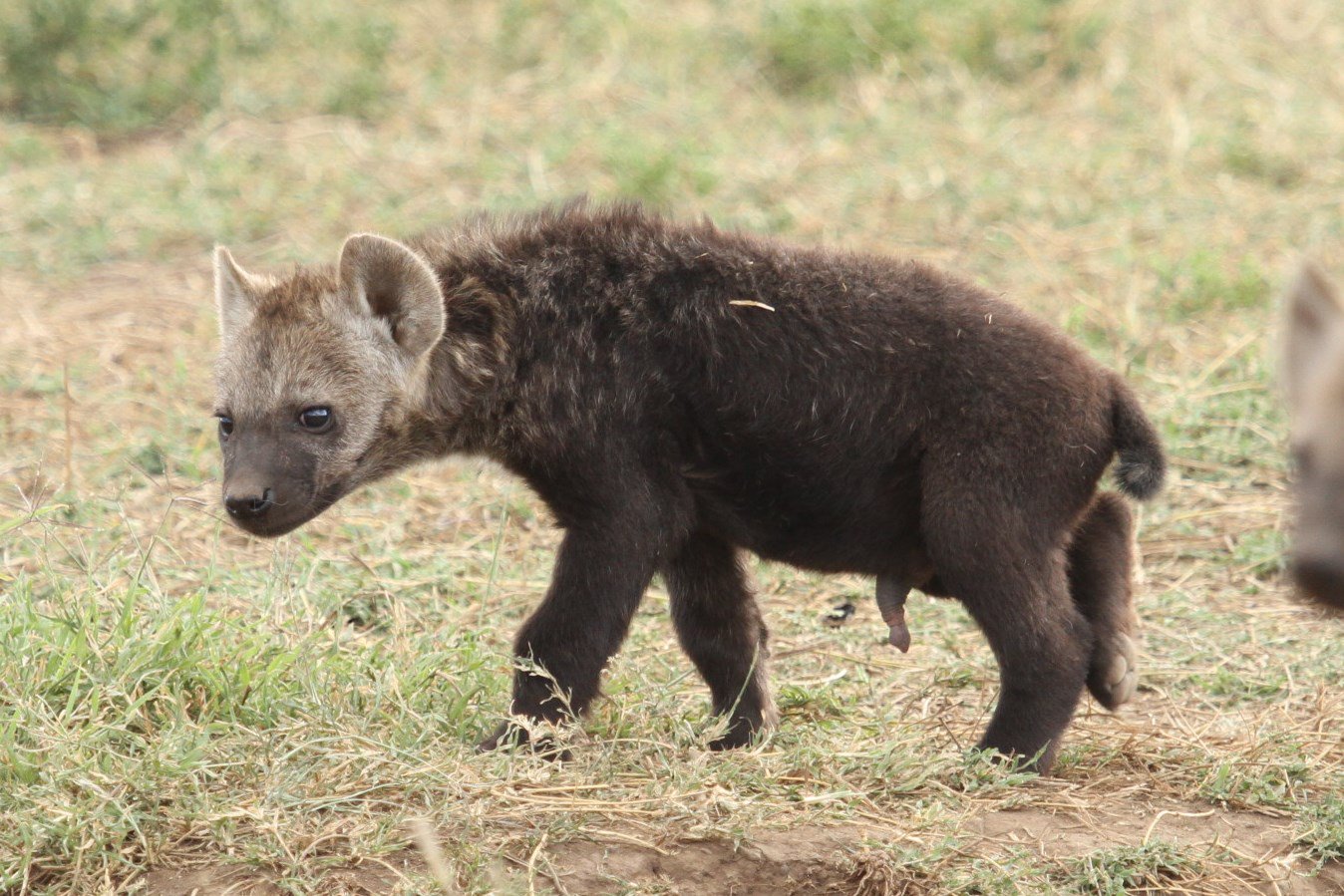Hyena Project 🐾 on Twitter: "Ok, time to reveal today's #Femaleormale