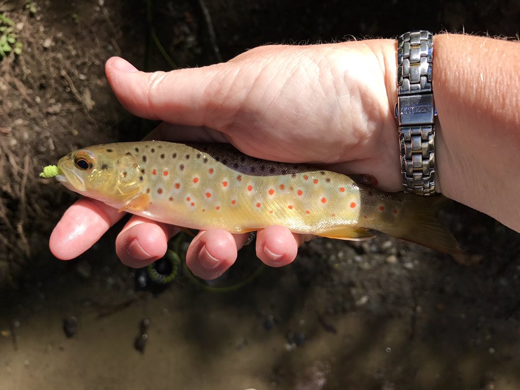 RT @Smkymtngirl11Gm: Nice little brown trout caught at Metcalf Bottoms @gsmnp.
