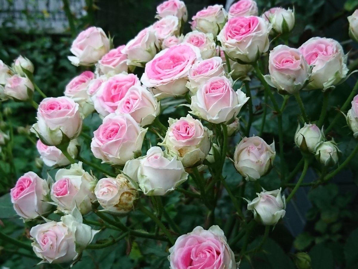 みぃ 不具合中 En Twitter おはようございます 薔薇 バラ ばら ツル ミミエデン 花 ガーデニング 春に沢山蕾を付けたのに １つも咲かなかった ボーリング やっと咲いてくれた
