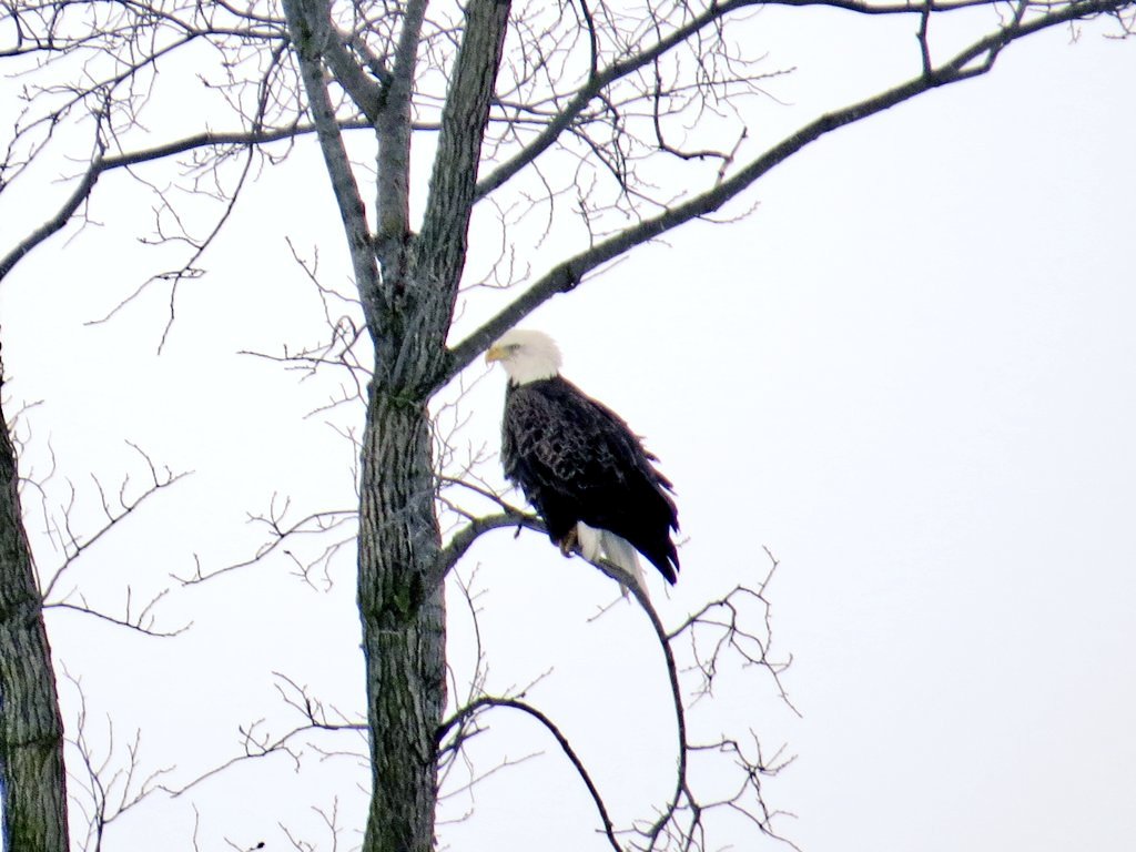 JRDFarms's tweet photo. @modernfarmer @SavvyFarmgirl Yeah I got a few good pics couple years ago.. Lots of sightings again last winter. Even one on your farm south of Hwy 86! https://t.co/hFoJVPUakD