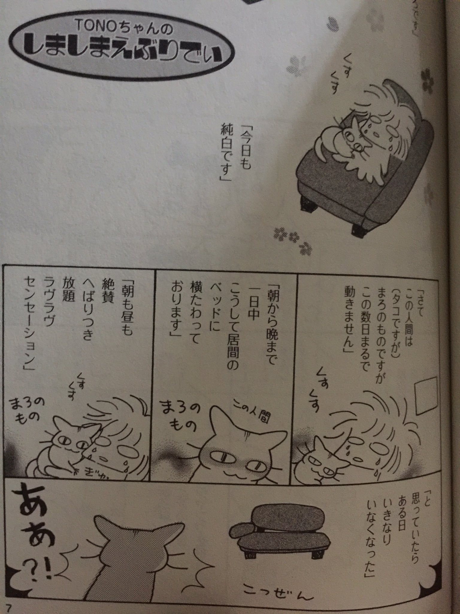 Tono Tonoちゃんのしましまえぶりでぃ ４巻ですが どこから読んでも面白い 猫日常本だから 是非によろしくお願いします